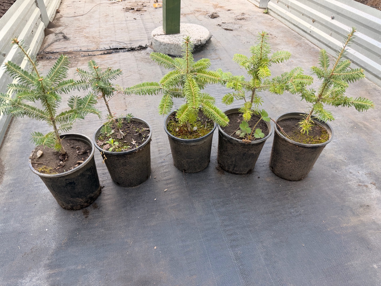 5 Fraiser Fir potted Trees