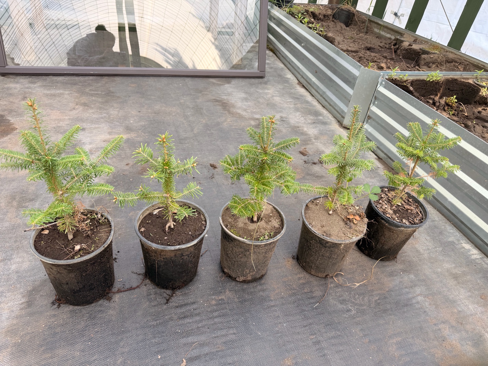 5 Fraiser Fir Trees