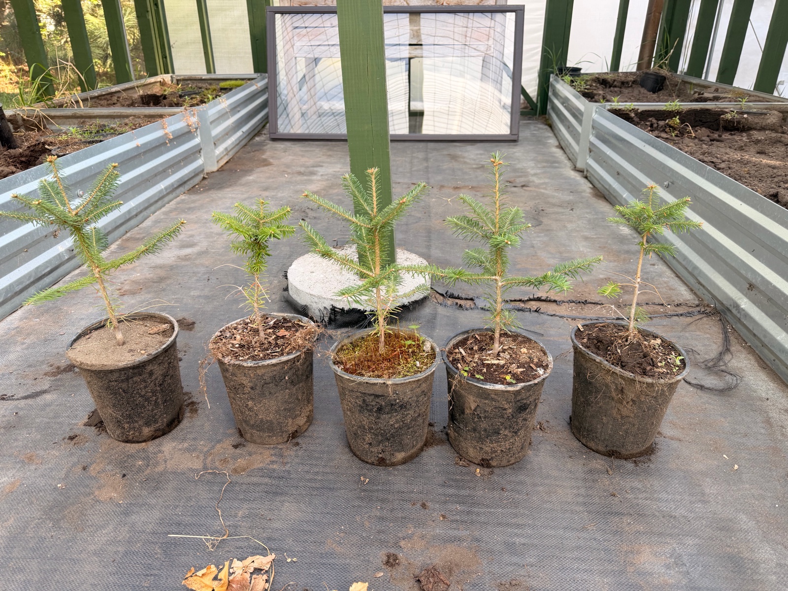 5 Fraiser Fir Trees