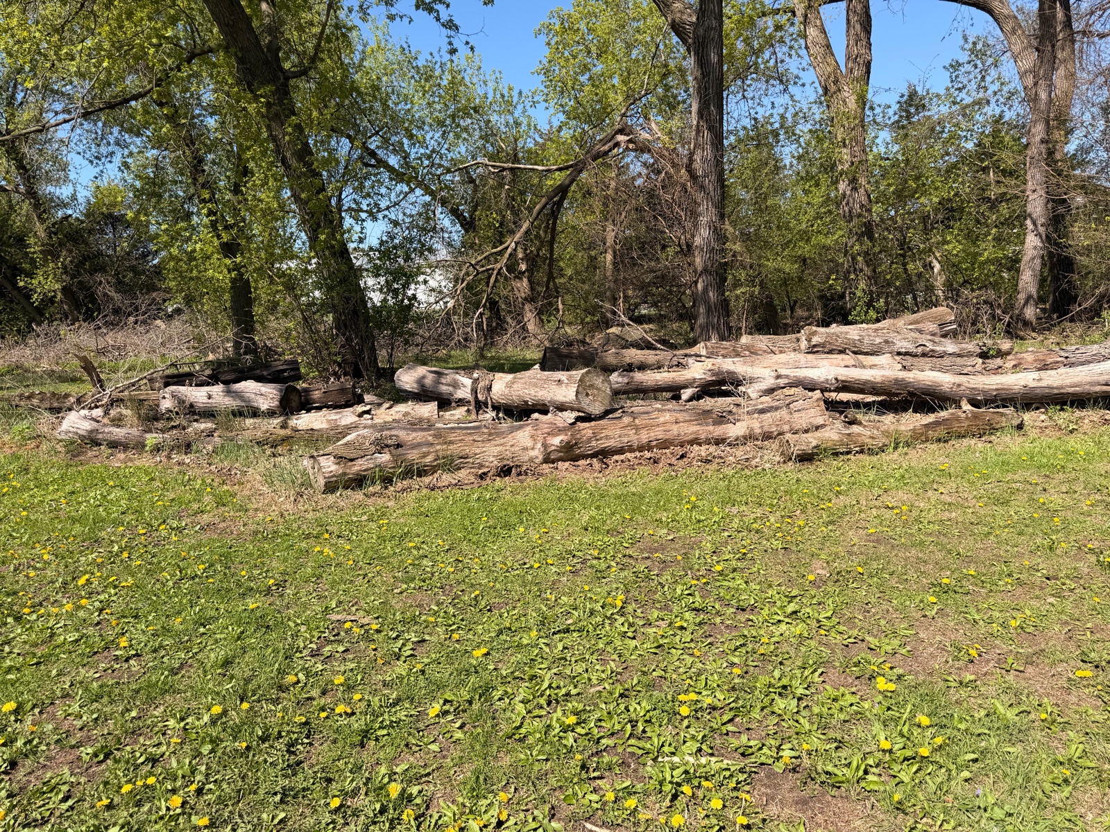 XXL fire wood