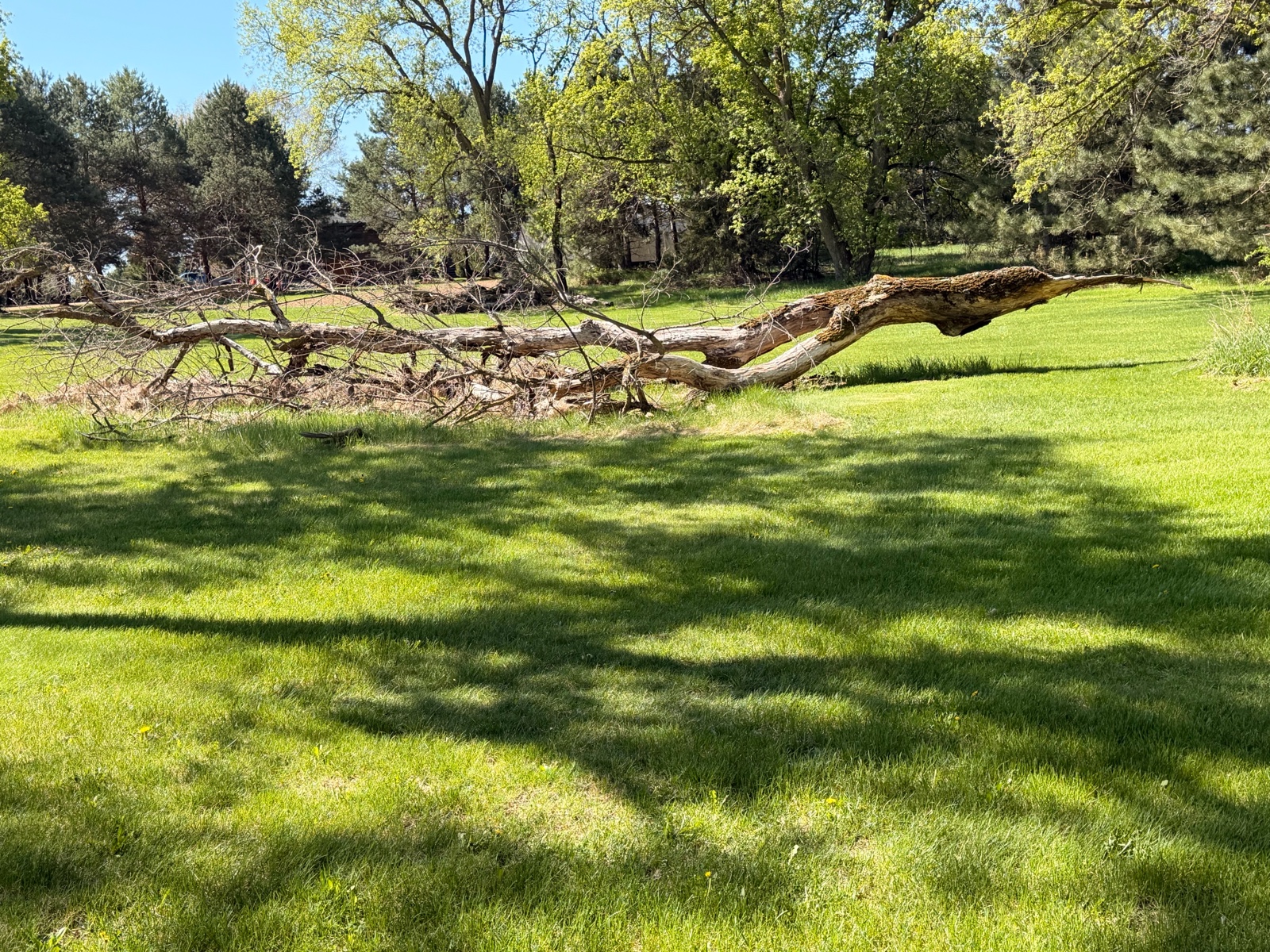 XXL Fire Wood (2)