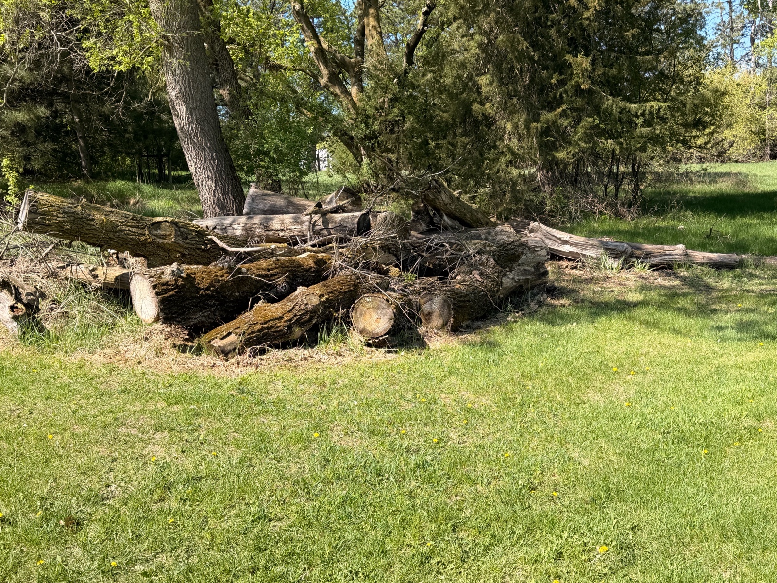 XXL Firewood (3)