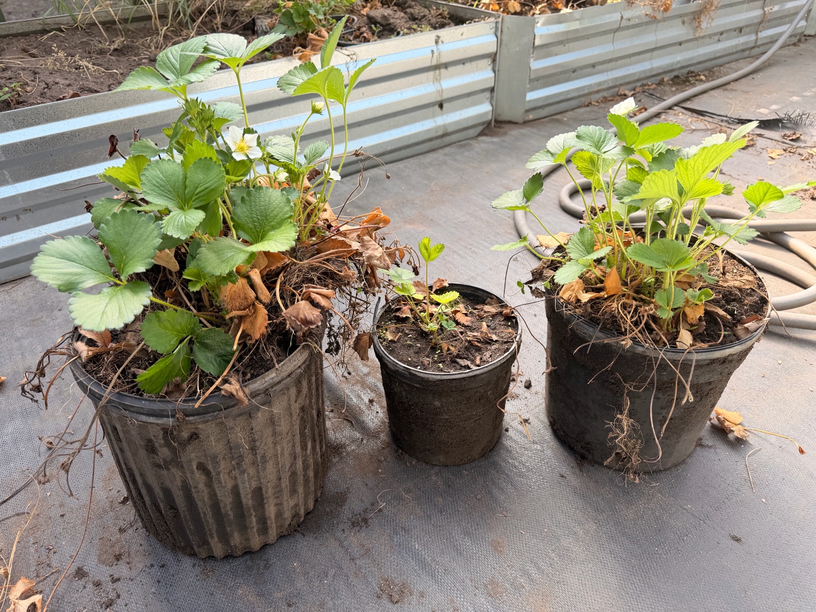 3 Strawberry Plants