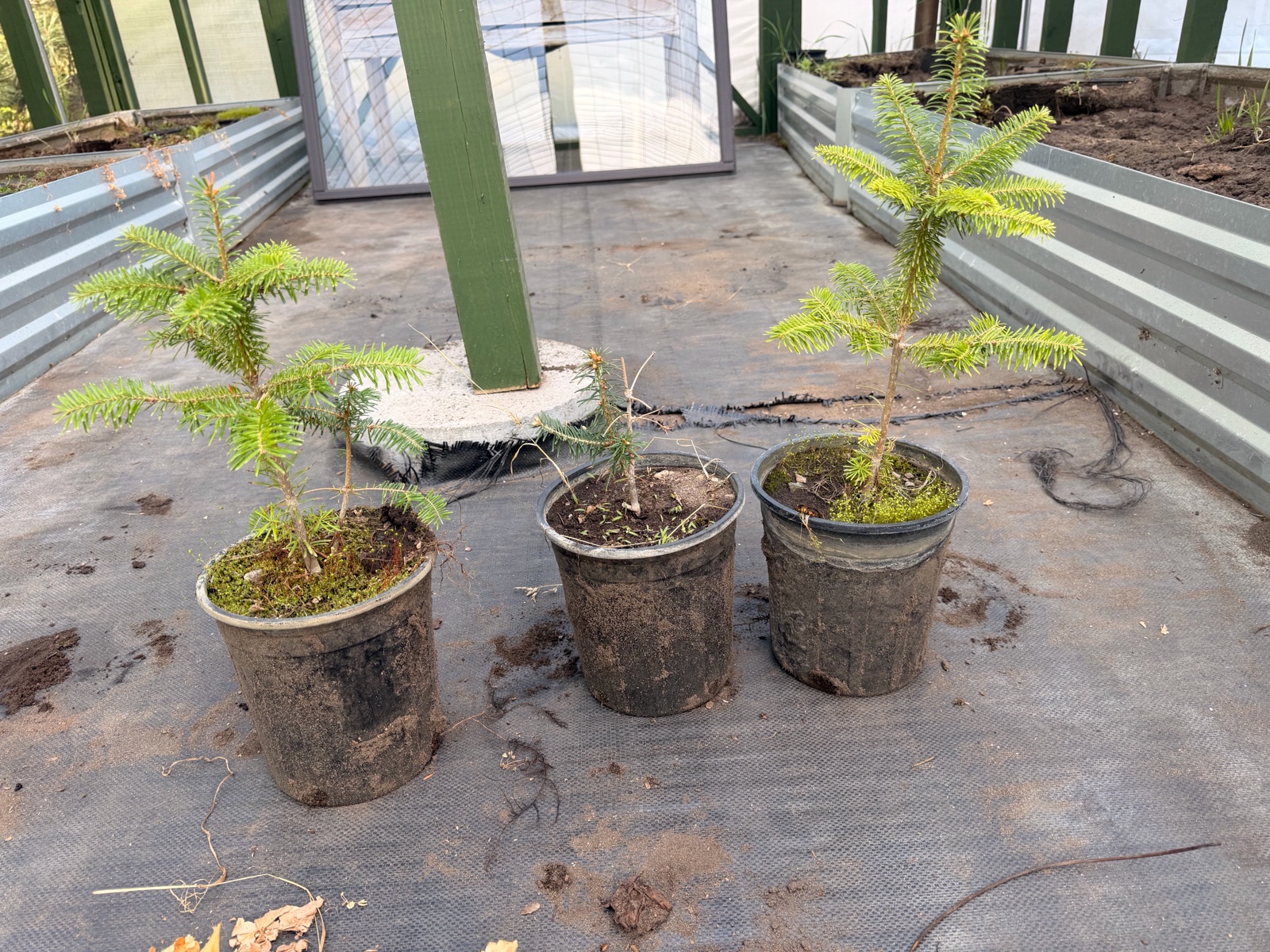 3 potted Friaser Fir Trees