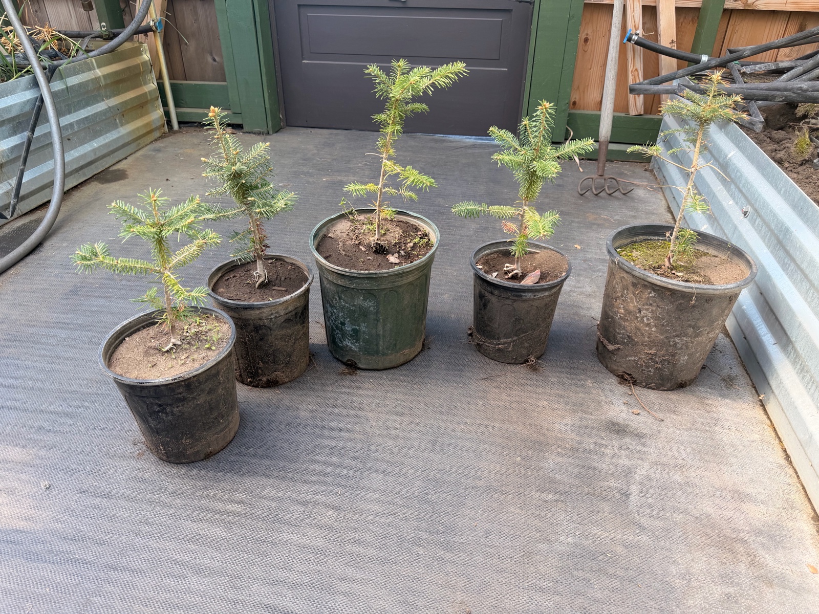 Lot of 5 Frazier Fir 16-20 Trees