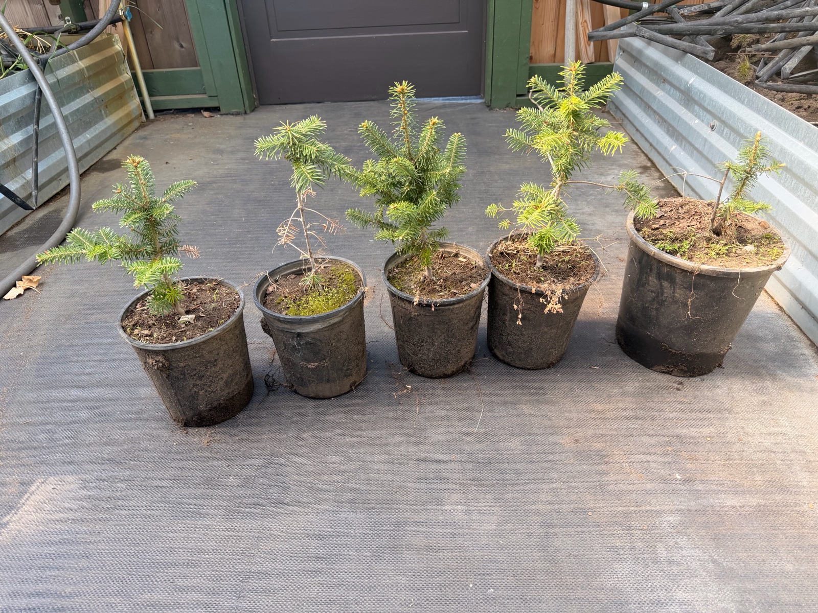 Lot of 5 Frasier Fir Tree 16-20