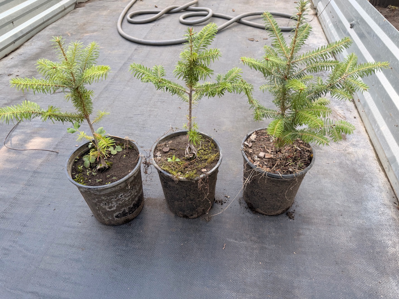 Lot of 3 Fraiser Fir 16 Trees