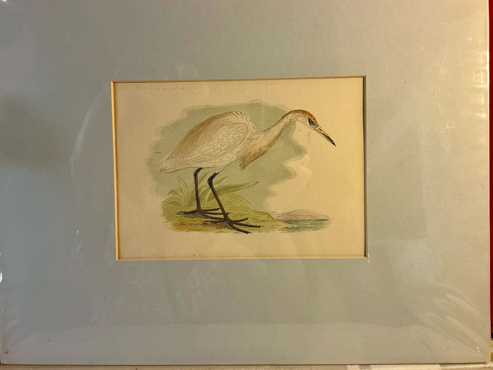 Hand colored heron print matted