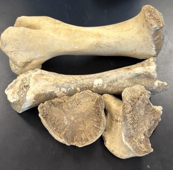 fossils